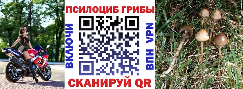 Псилоцибиновые грибы Psilocybe  Туймазы 